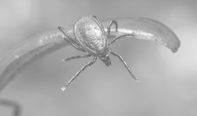 Sezon na kleszcze - prewencja 