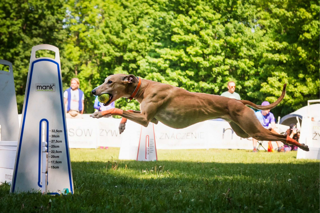 Fascynujący świat psiego sportu. Rozmowa z Adrianną Tomalką z Flyball Team Poznań 