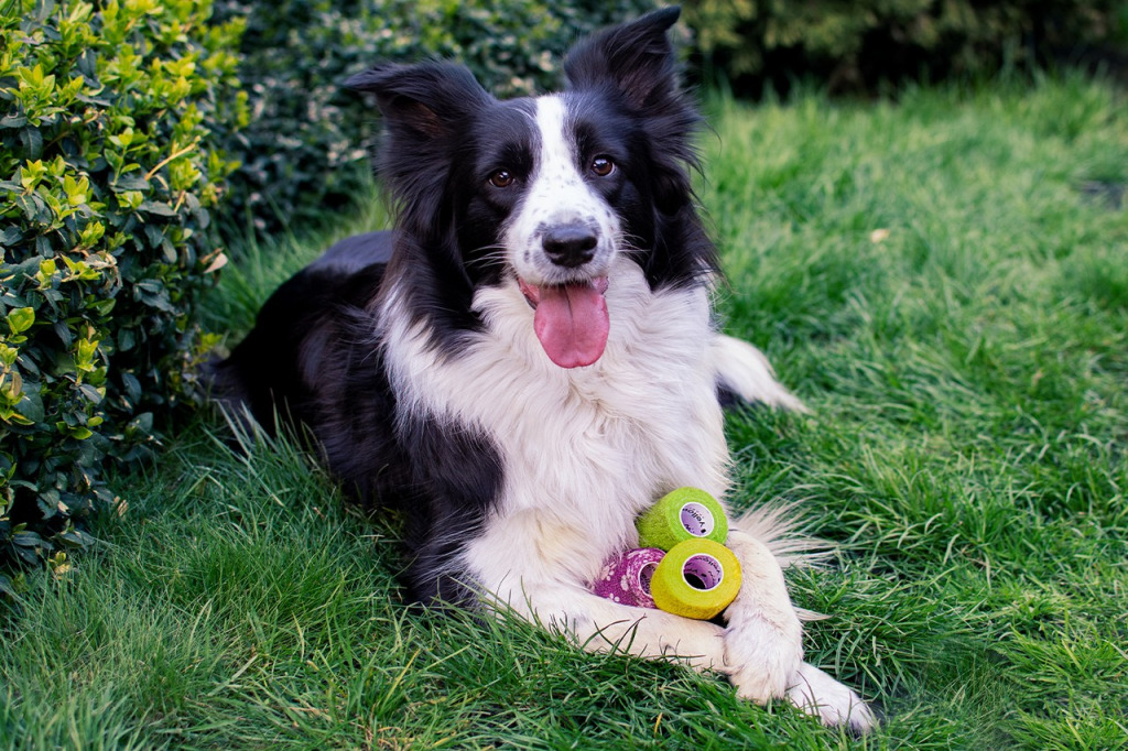 Bandaże kohezyjne - medycyna i weterynaria